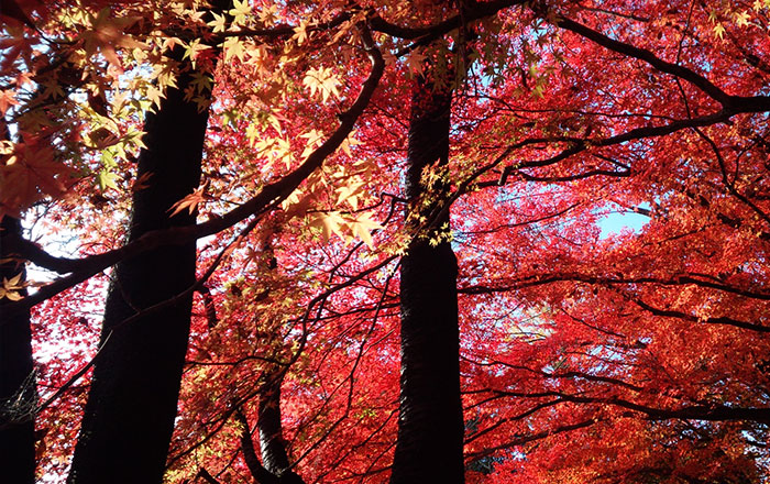 Ogoto Onsen is a popular hot spring near Kyoto.