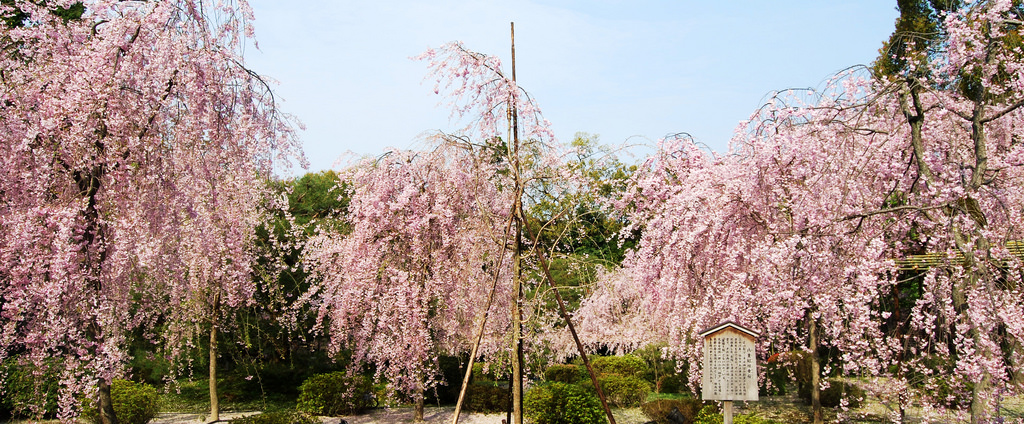 春の彩り　桜の名所を巡るお花見プラン