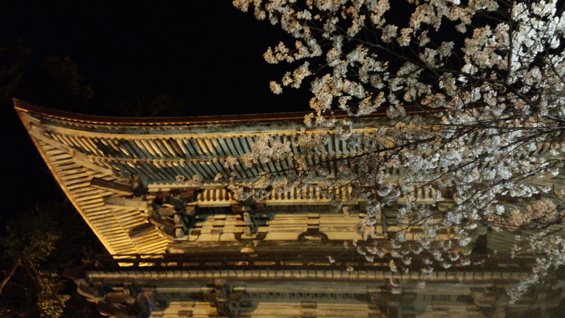 春の彩り　桜の名所を巡るお花見プラン