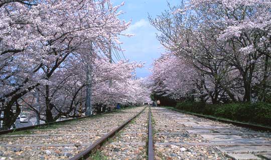 春の彩り　桜の名所を巡るお花見プラン