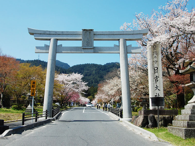 春の彩り　桜の名所を巡るお花見プラン