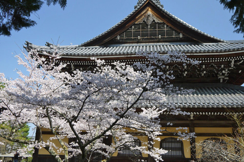 春の彩り　桜の名所を巡るお花見プラン