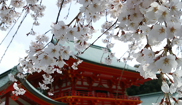 春の彩り　桜の名所を巡るお花見プラン