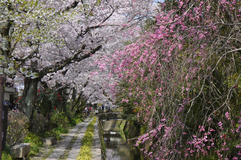 春の彩り　桜の名所を巡るお花見プラン