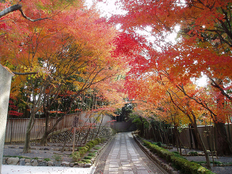 秋の彩り　紅葉を巡るもみじプラン