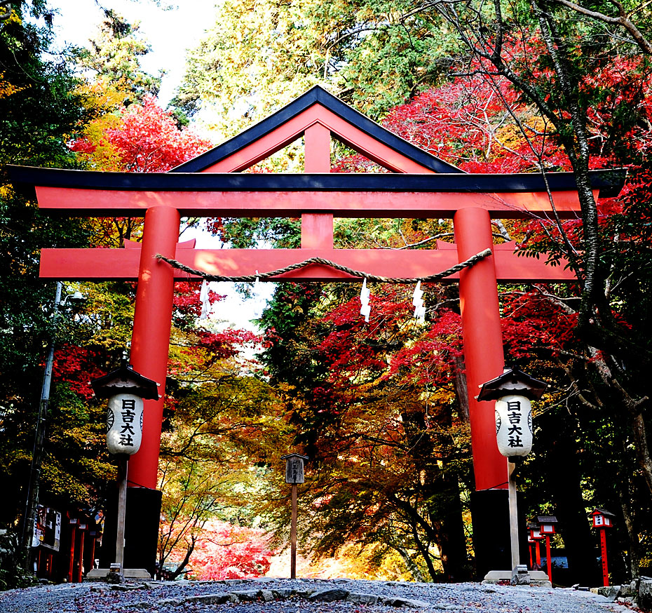 秋の彩り　紅葉を巡るもみじプラン