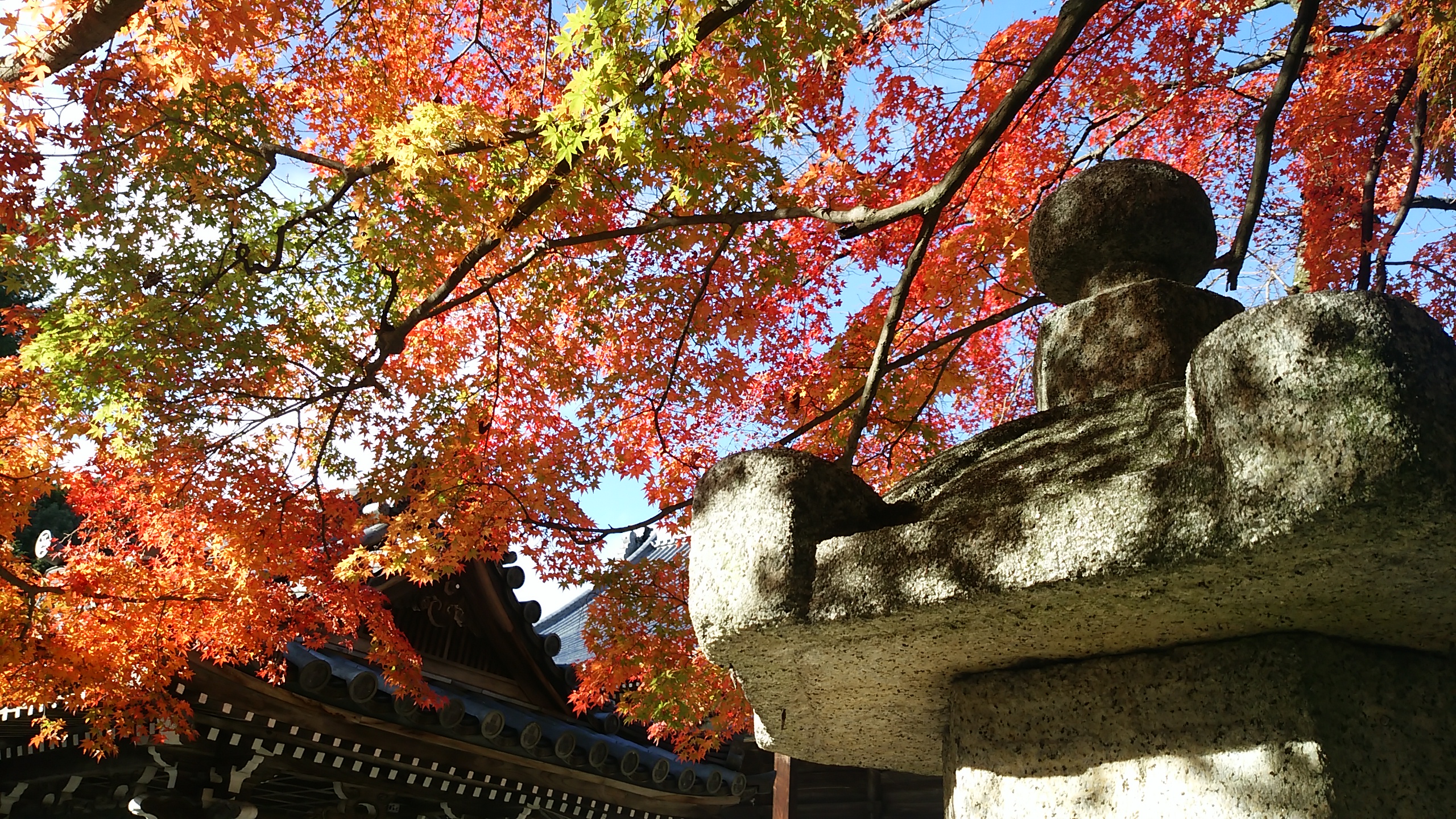 秋の彩り　紅葉を巡るもみじプラン