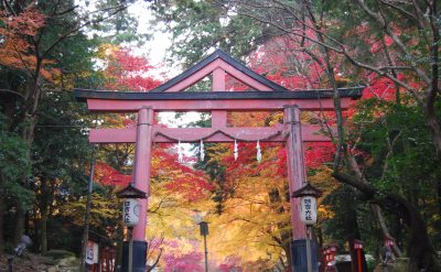 日吉大社　もみじ祭り