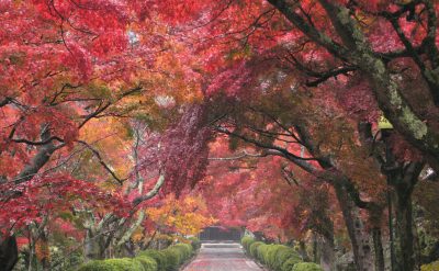 西教寺　もみじ参道通り抜け