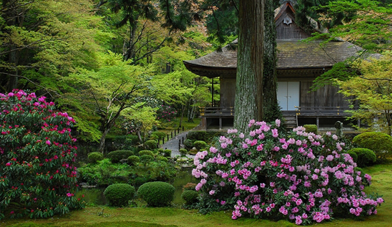 春のお花満喫プラン