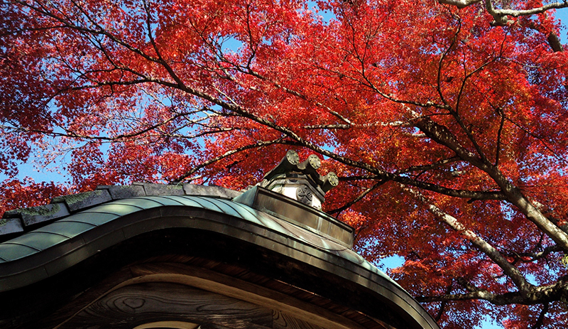 秋の彩り　紅葉を巡るもみじプラン